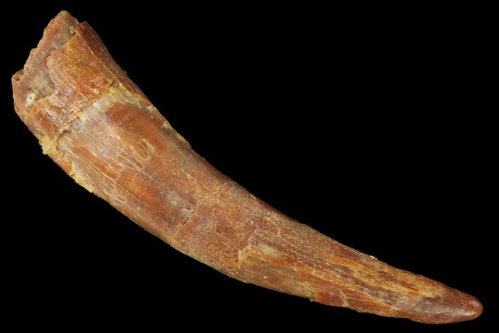 Fossil Pterosaur (Siroccopteryx) Tooth - Morocco #167156